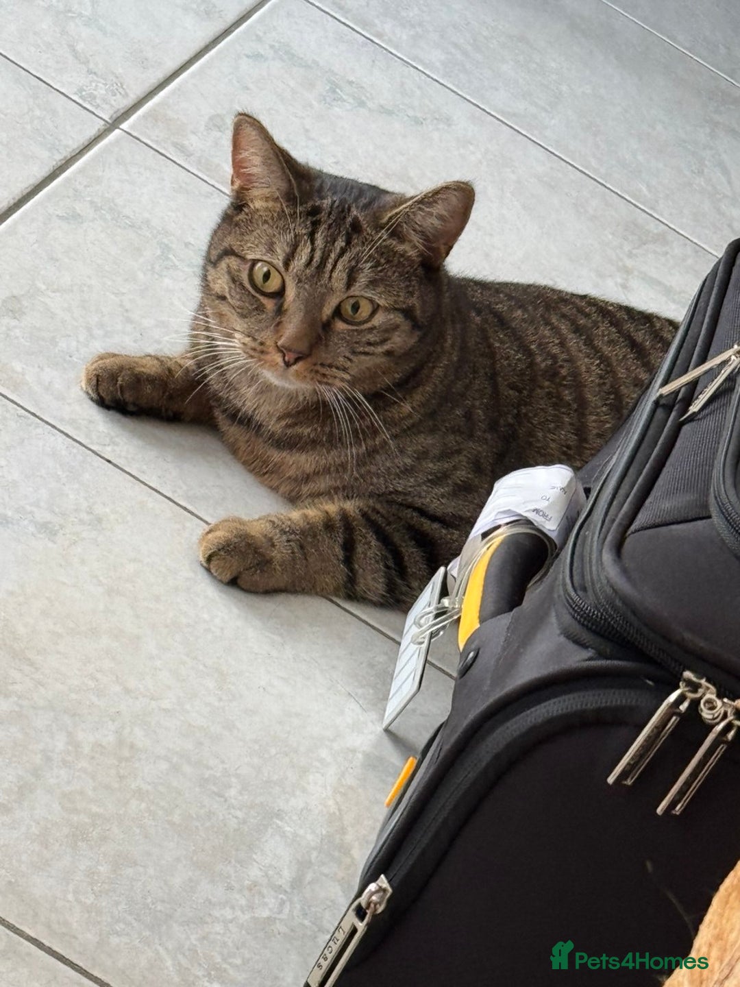 Mixed Breed cats for sale: Five kittens are ready to go now. - Advert 11