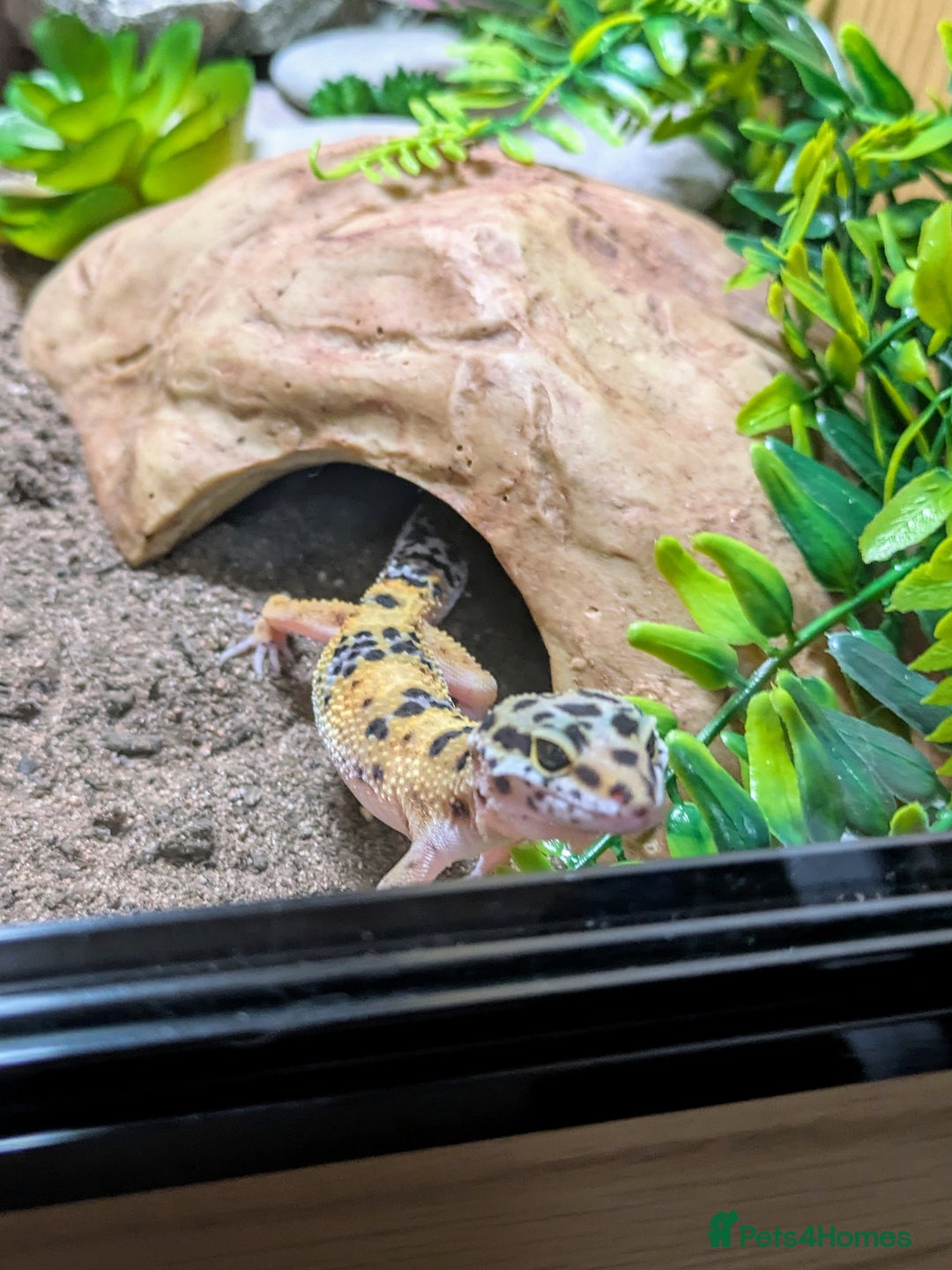 Leopard Gecko reptiles for sale: Leopard gecko and full setup for sale - Image 5
