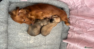 Miniature Dachshund dogs - Advert 10