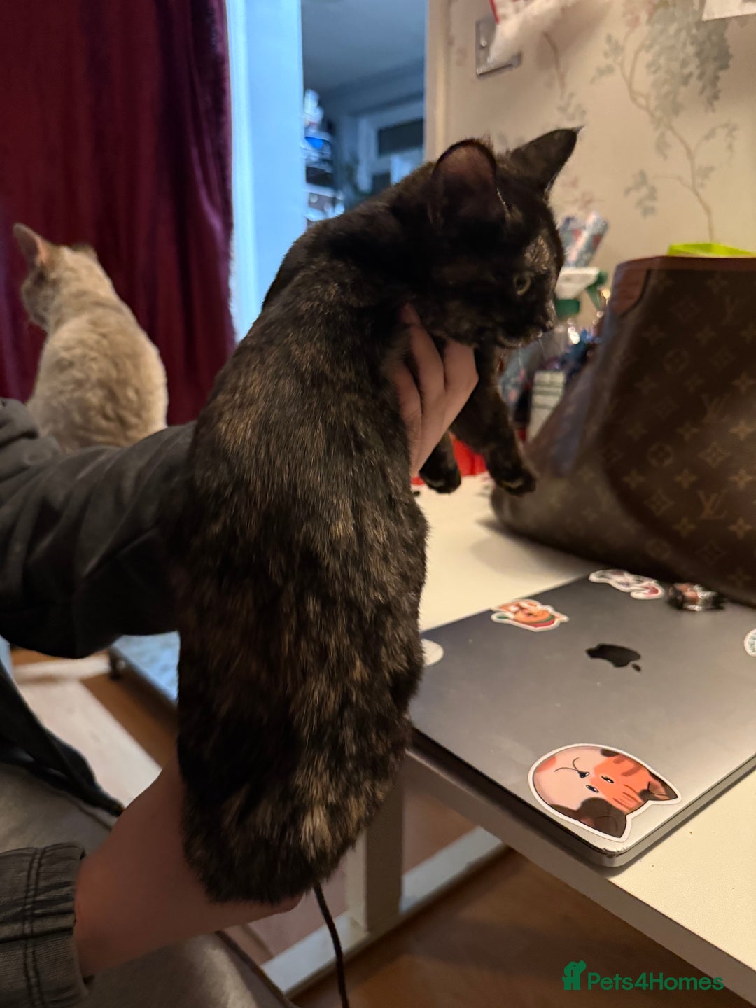 British Shorthair cats for sale: Gccf reg Cheeky British x Devon Rex kittens - Advert 6