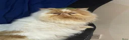 Persian cats for sale: Ginger girl - Advert 3