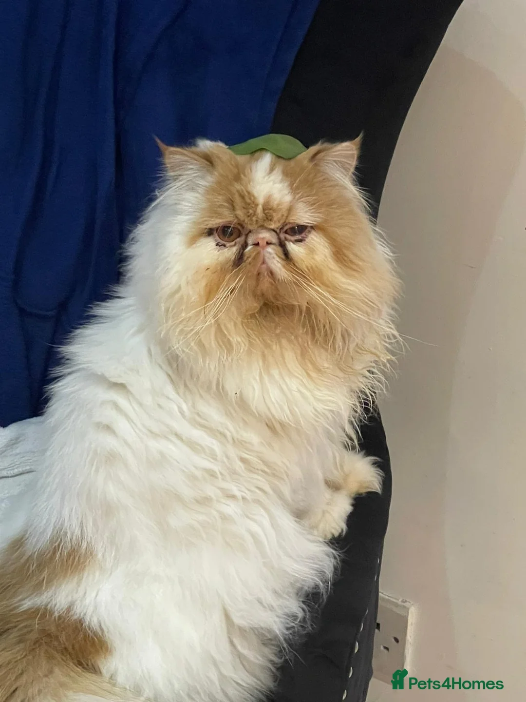 Persian cats for sale: Ginger girl - Advert 3