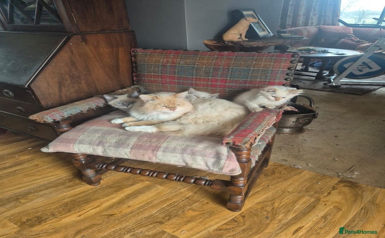 Siberian cats for sale - Advert 1