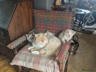Siberian cats - Advert 2