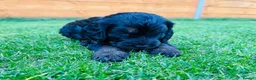 Cockapoo dogs for sale: Cockapoo Babies 🐾🐾🐾 - Advert 14