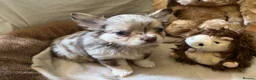 Chihuahua dogs for sale: Chihuahua puppies with blue and green eyes 2 m & 2 - Advert 29