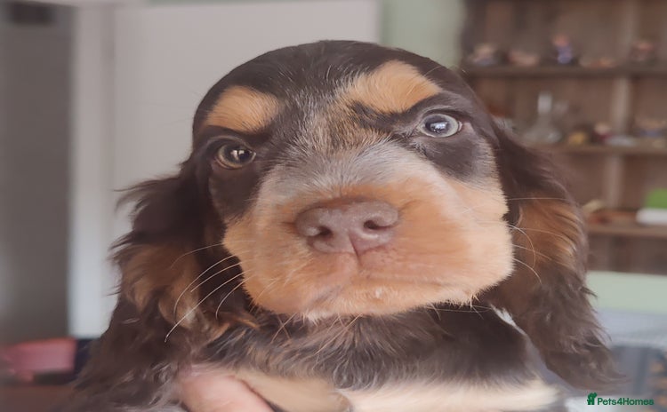 Cocker Spaniel dogs in Driffield - Advert 6