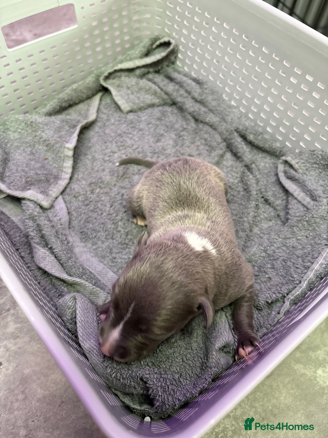 Whippet dogs for sale: Whippet , blue and blue and white puppies for sale - Image 18