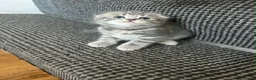 Scottish Fold cats for sale: Scottish fold kittens  - Advert 27