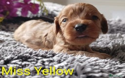 Cavapoo dogs for sale: Beautiful F1 cavapoo puppies  - Image 3
