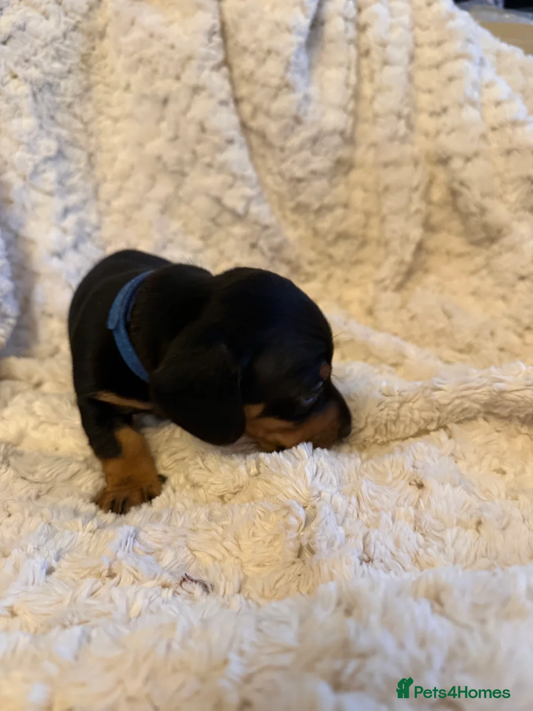 Miniature Dachshund dogs for sale: Black and Tan Miniature Dachshund Puppies  - Advert 37