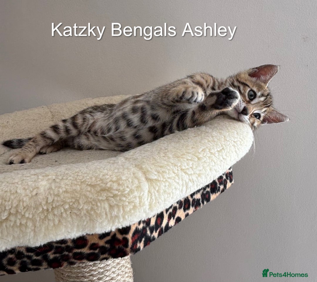 Bengal cats for sale: 😻Tica Best Bengal UK sired Kittens 🏆 🐾 🐱  - Image 16
