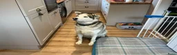 Siberian Husky dogs for sale: Ford the 3 year old husky - Advert 5