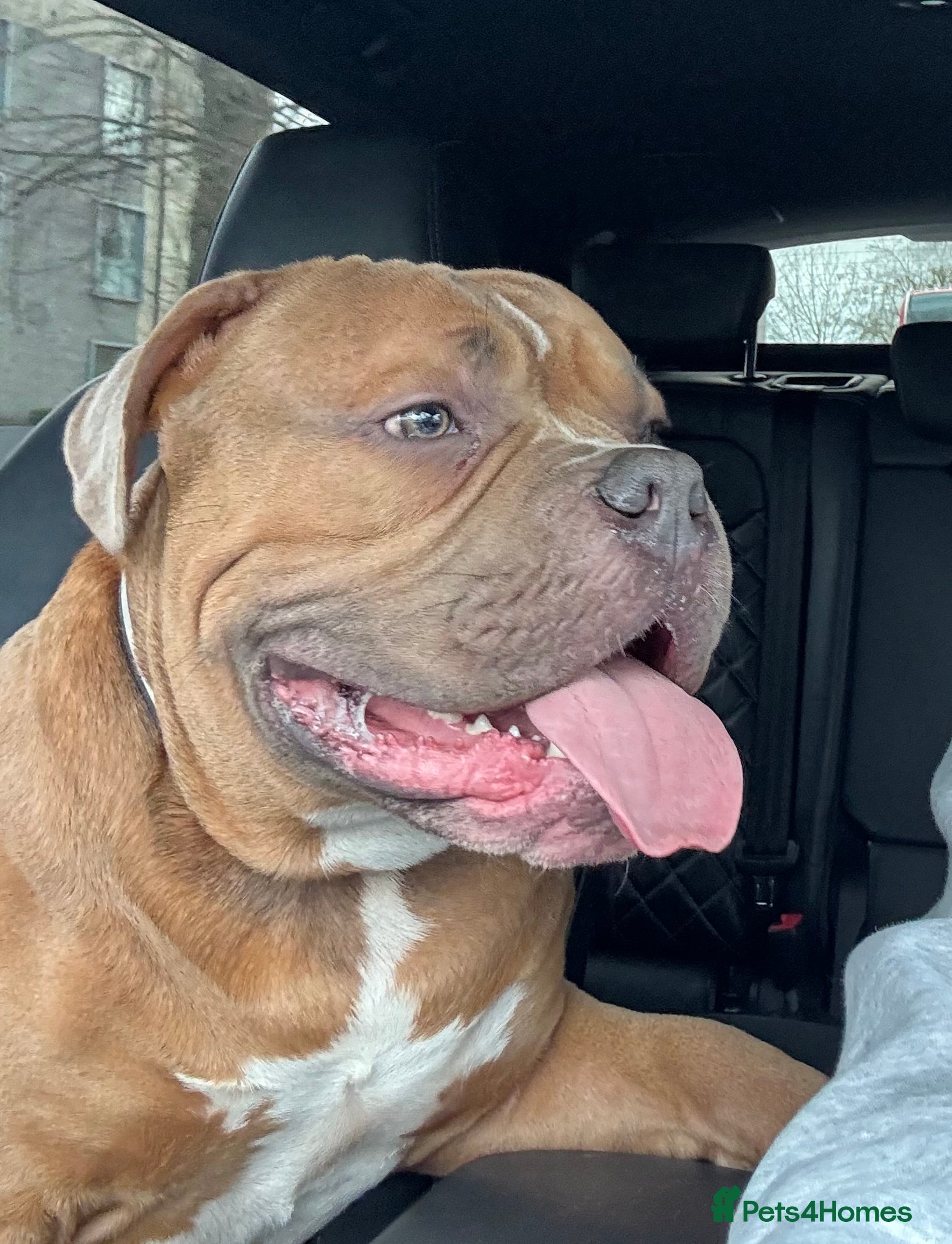 American Bully dogs Handsome Pocket Bully available to stud.  - Advert 1