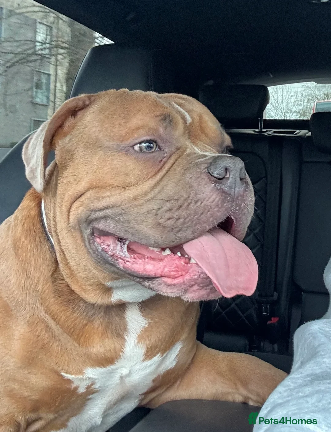 American Bully dogs for stud: Handsome Pocket Bully available to stud.  - Advert 1