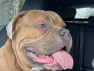 American Bully dogs Handsome Pocket Bully available to stud. - Advert 15