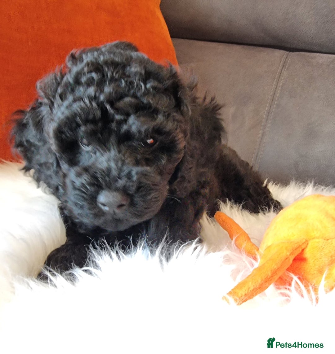 Cockapoo dogs for sale: Adorable best friend pups, sold fully vaccinated - Image 8