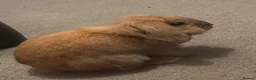 Mini Lion Lop rabbits for sale: Harlequin X mini lion lop - Advert 5