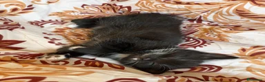 Mixed Breed 3