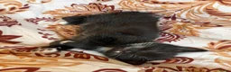Mixed Breed cats for sale: mixed babies - Advert 4