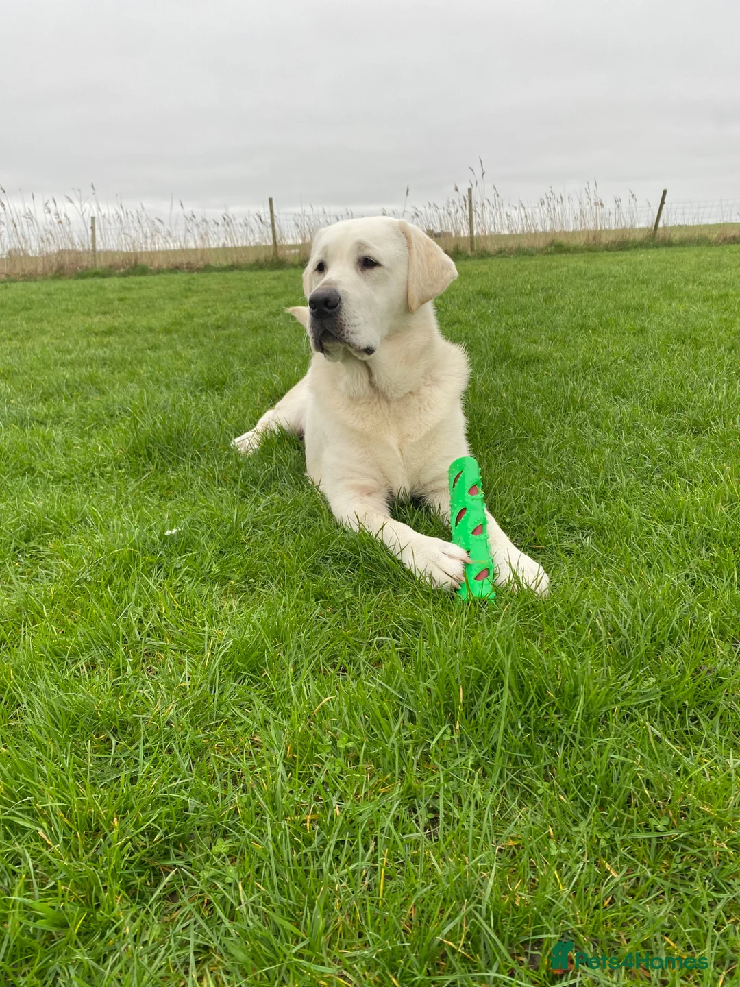 Labrador Retriever dogs for sale: Fully Health Tested KC Reg Male Lab - Advert 2