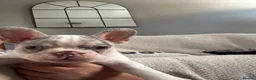 French Bulldog dogs for sale: beautiful french bull dog puppies - Advert 24