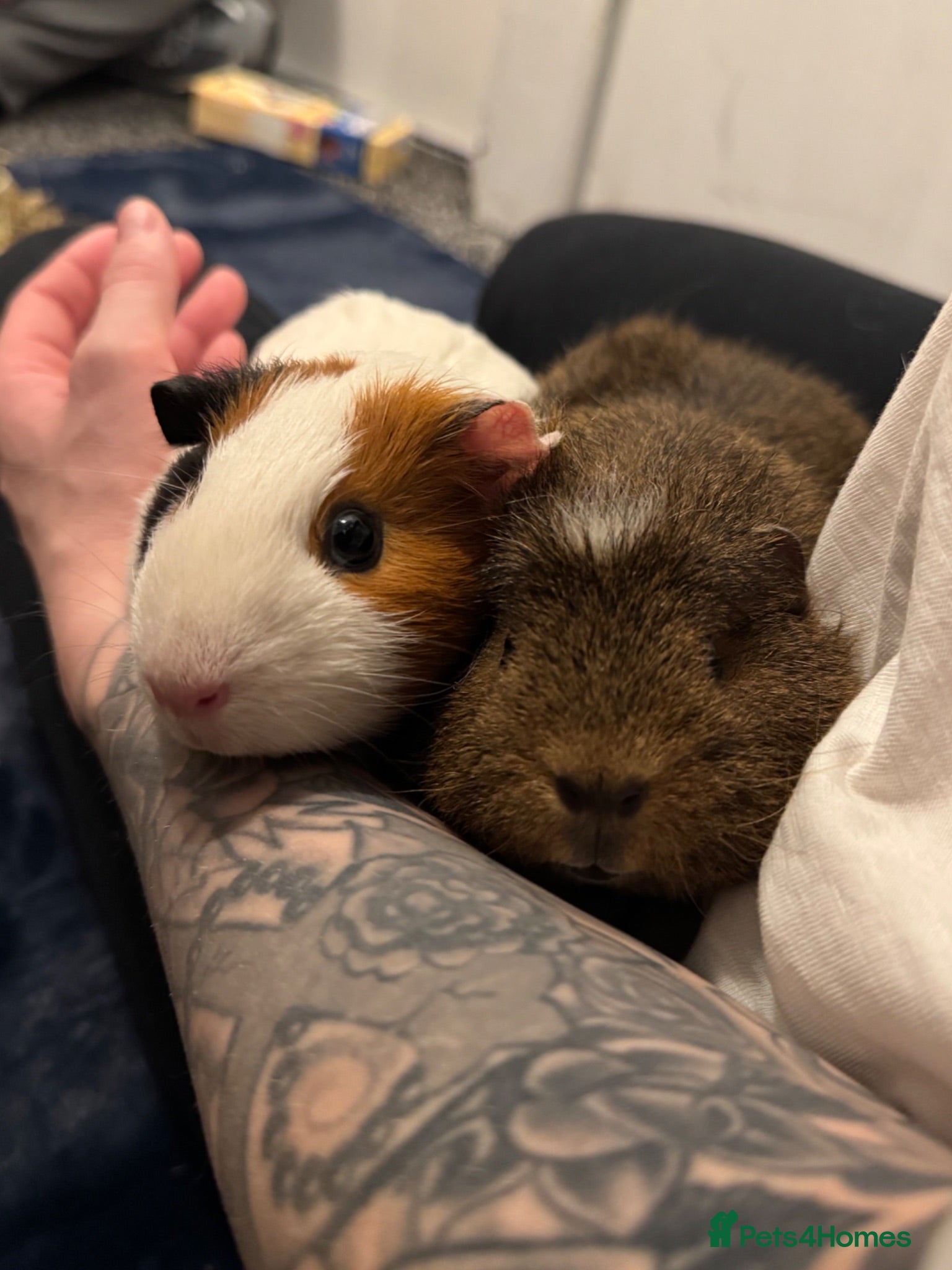 Guinea Pig rodents 2x Female Guinea pigs - Advert 3