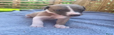 Puppy 2