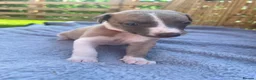 Whippet dogs for sale: Beautiful Blue & White Whippet Puppies - Advert 9