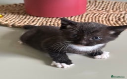 Domestic Shorthair cats for sale: Very cuddly kitten  - Image 5