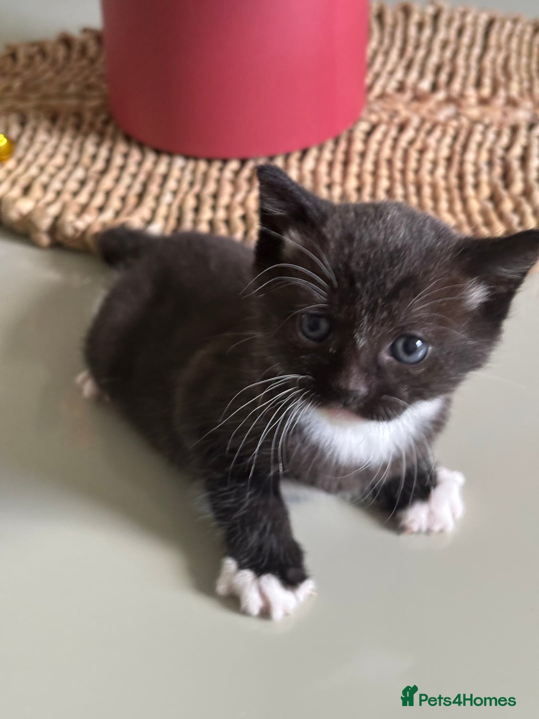 Domestic Shorthair cats for sale: Very cuddly kitten  - Image 5