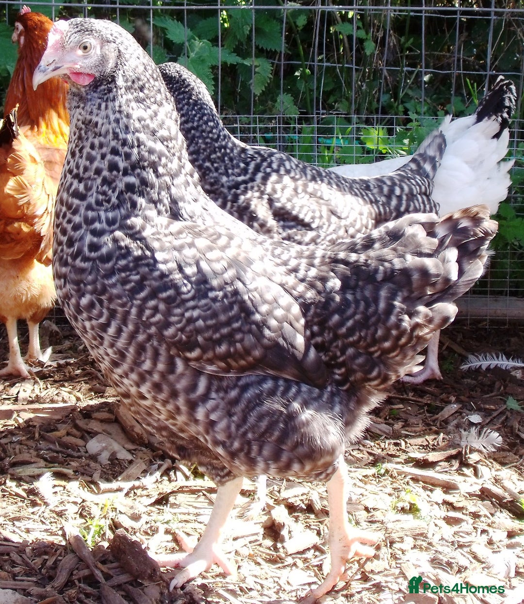 Chickens poultry for sale: Chickens for sale - Advert 7