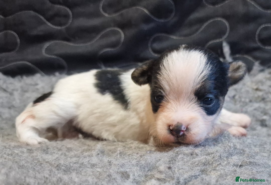 Jack Russell dogs for sale: kC Reg Jack Russell Pups, DNA Health Tested - Image 24