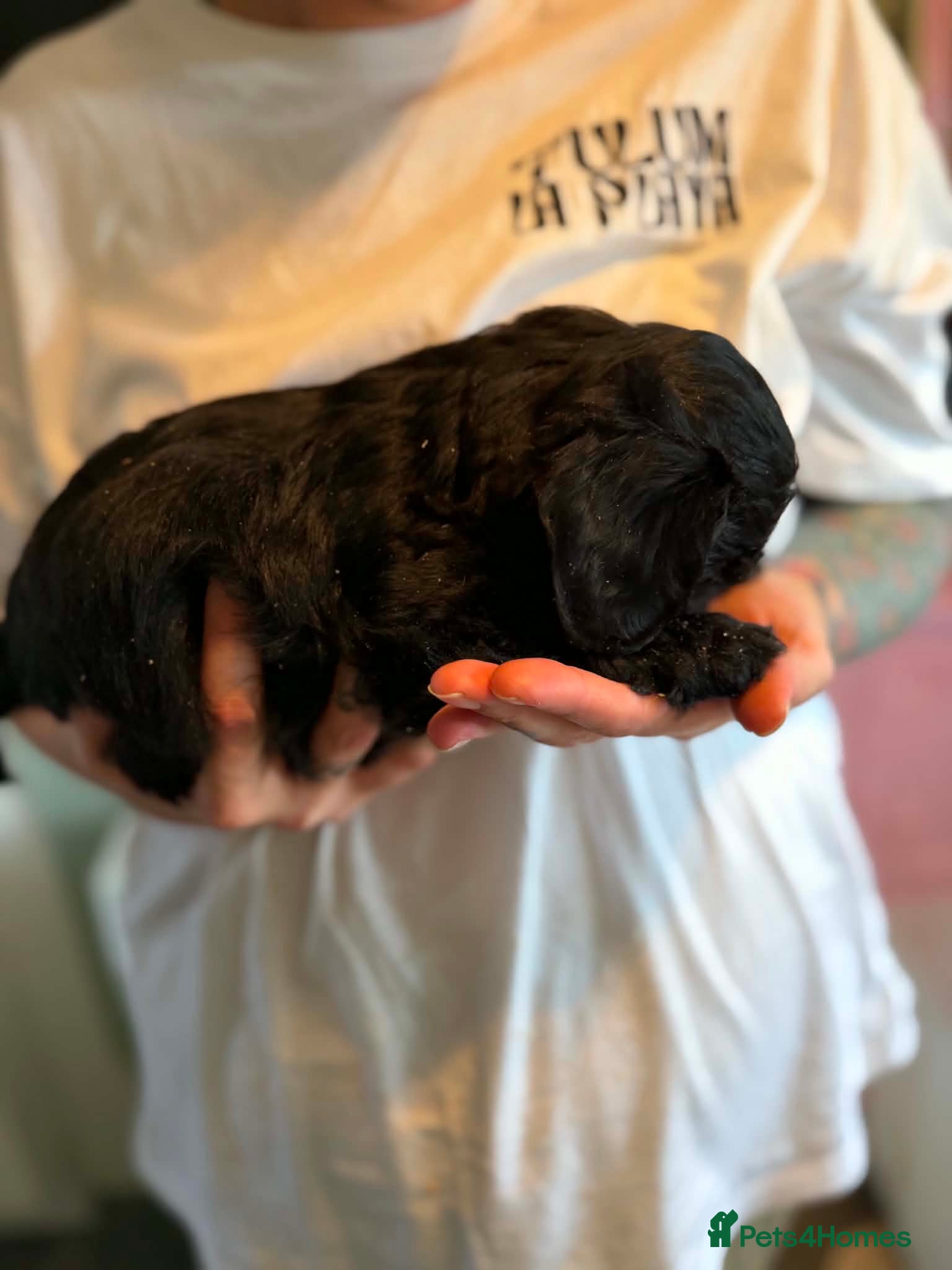 Cockapoo dogs 🏡Ready to leave cockerpoos 🐶🏡only 3 left  - Advert 2