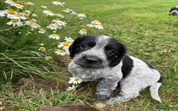 Cocker Spaniel dogs for sale: GORGEOUS WORKING COCKER PUPS - Image 7