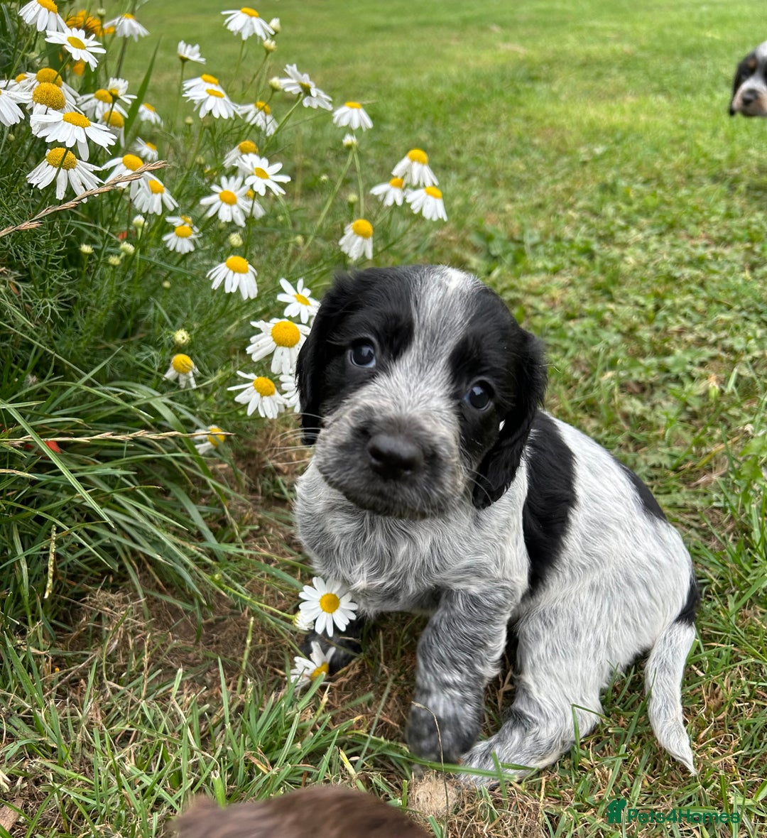 Cocker Spaniel dogs for sale: GORGEOUS WORKING COCKER PUPS - Image 7