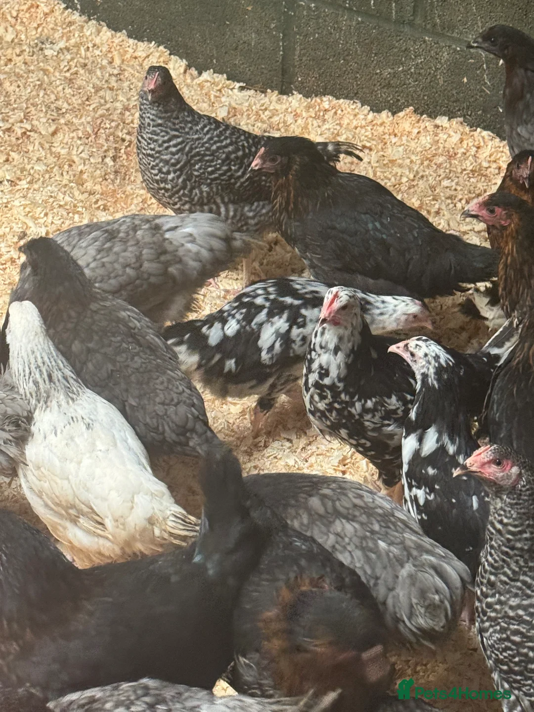 Chickens poultry for sale: Hybrids - lovely variety  - Advert 5