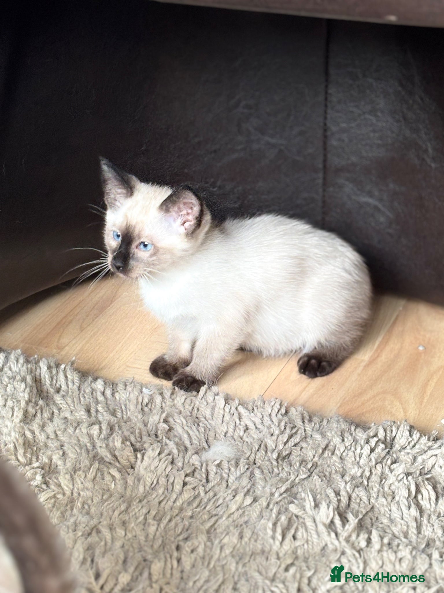 Siamese Kitten 5