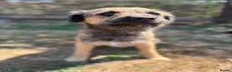 Border Terrier dogs for sale: * KC Registered Border Terrier Puppies *  - Advert 16