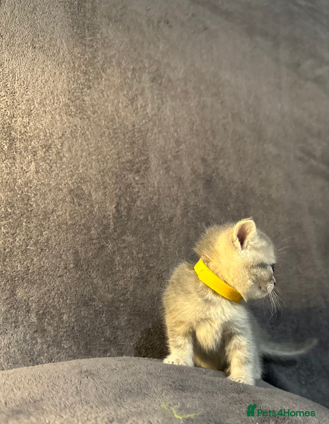 British Shorthair cats for sale: TICA Chunky Golden/Blue Golden BritishSH kittens  - Image 17