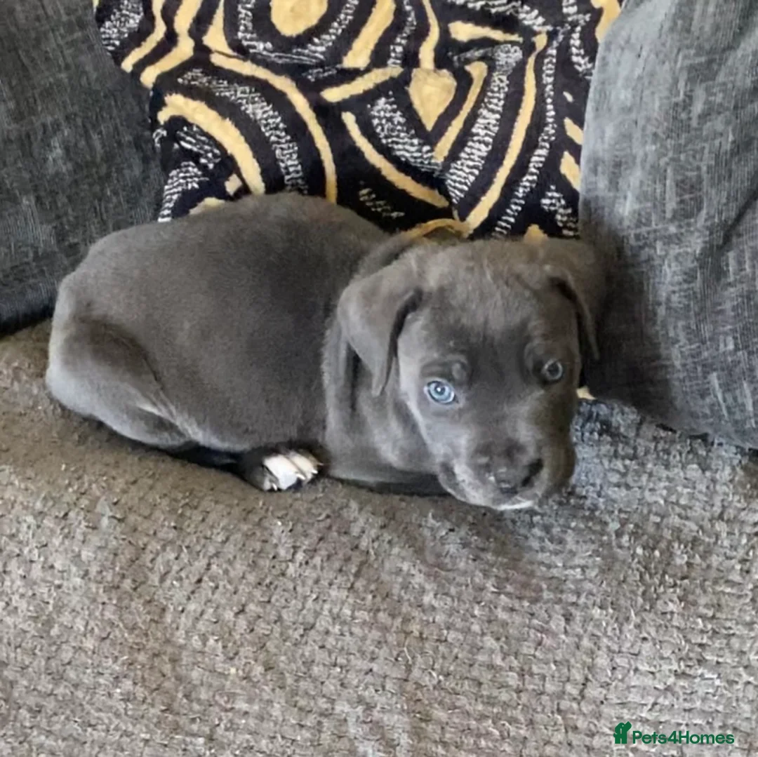 Cane Corso dogs for sale: Beautiful male cane corso puppy - Advert 1