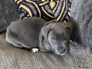 Cane Corso dogs Beautiful male cane corso puppy - Advert 17