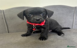 Chipoo dogs for sale: Stunning Chipoo Pups DNA Health Tested - Image 10