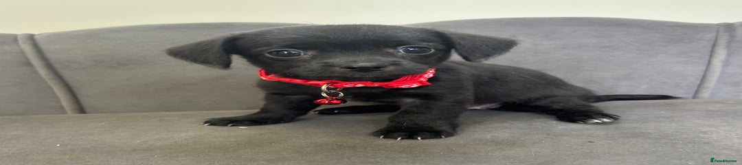 Chipoo Red Collar