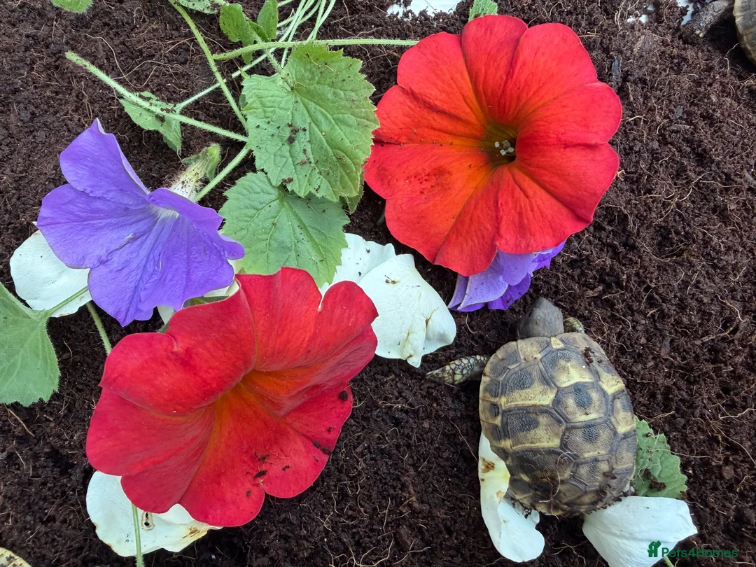 Hermann Tortoise reptiles for sale: Baby Hermanns tortoises available. Setups also ava - Advert 8