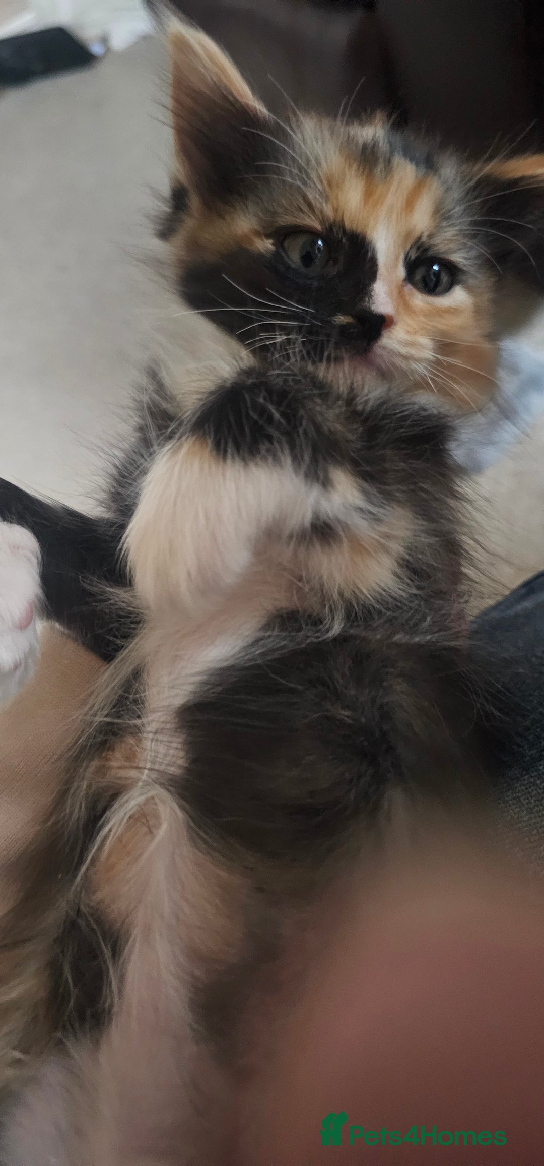 Mixed Breed cats for sale: Maine coon crossed ragdoll kitten female  - Advert 4