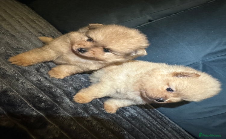 Pomeranian dogs Pedigree Pomeranian puppies for sale - Advert 1