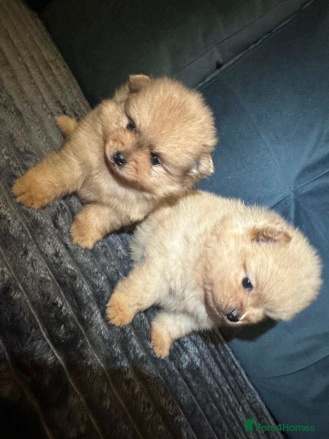 Pomeranian dogs for sale: Pedigree Pomeranian puppies for sale - Advert 1