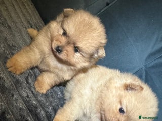 Pomeranian dogs Pedigree Pomeranian puppies for sale - Advert 1