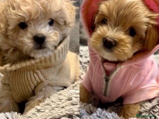 Maltipoo dogs Adorable F1B Maltipoos Ready for new 🏡 - Advert 15